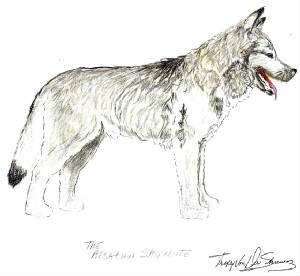 alsatian drawing Trixy