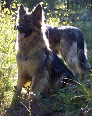 Alsatian Citara Sun