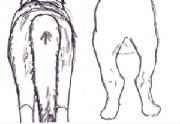 rearstanceandplacementofeetindog.jpg