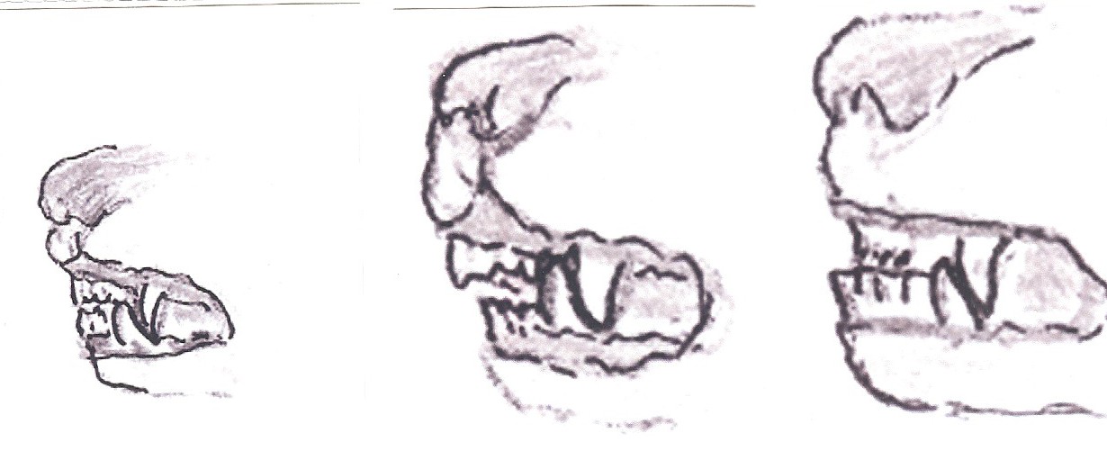 teethbitesofdog.jpg